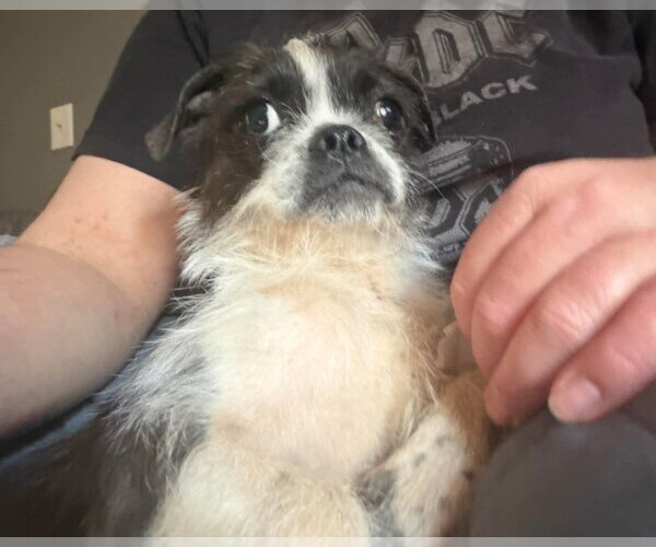 Medium Photo #2 Boston Terrier-Unknown Mix Puppy For Sale in Grafton, WI, USA
