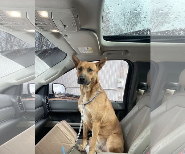 Medium Photo #4 Carolina Dog-Unknown Mix Puppy For Sale in Rockaway, NJ, USA