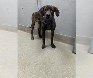 Mutt Dogs for adoption in Las Vegas, NV, USA