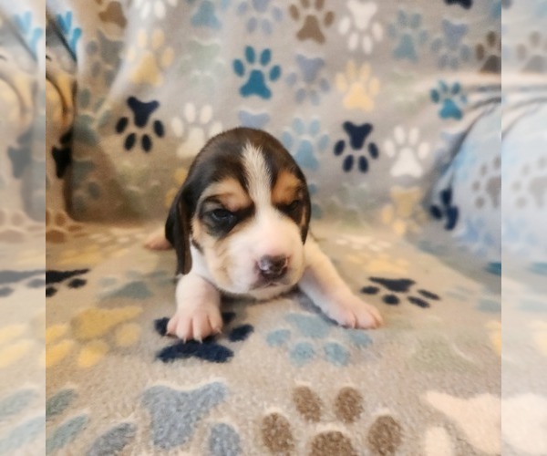Medium Photo #1 Beagle Puppy For Sale in MINERAL POINT, WI, USA