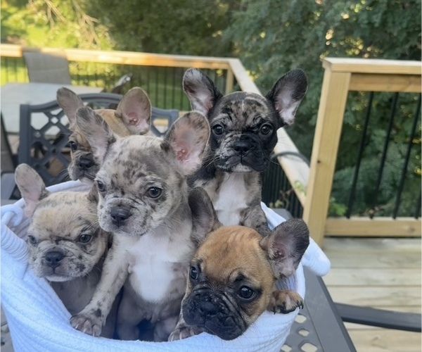 Medium Photo #1 French Bulldog Puppy For Sale in PRINCETON, WV, USA