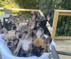 French Bulldog Puppy for sale in PRINCETON, WV, USA