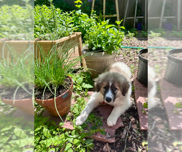 Medium Photo #2 Great Pyrenees-Unknown Mix Puppy For Sale in Plymouth, MN, USA