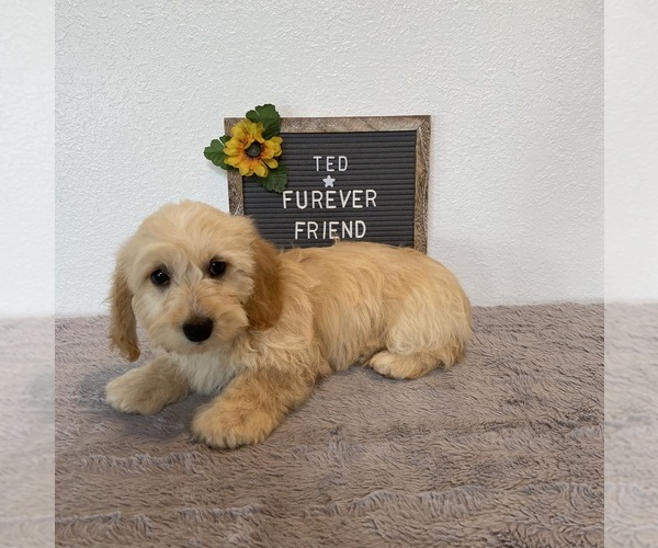 Medium Photo #3 Doxie-Chon Puppy For Sale in BLOOMFIELD, IN, USA