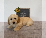 Small #2 Doxie-Chon