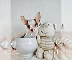 Puppy Puppy 8 Chihuahua