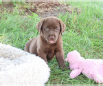 Small #2 Labrador Retriever