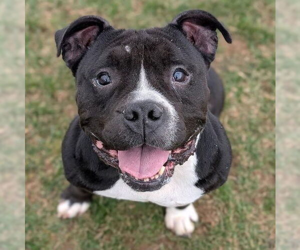 Medium Photo #1 American Pit Bull Terrier-Bulldog Mix Puppy For Sale in Rootstown, OH, USA