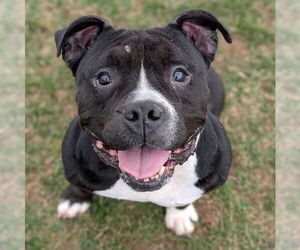 American Pit Bull Terrier-Bulldog Mix Dogs for adoption in Rootstown, OH, USA