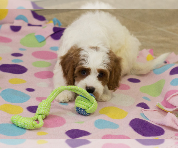 Medium Photo #3 Cavapoo Puppy For Sale in BAY VIEW, WI, USA