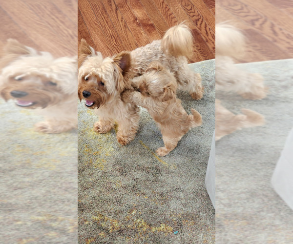 Medium Photo #9 Yorkshire Terrier Puppy For Sale in MABLETON, GA, USA