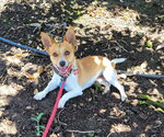 Small #1 Chihuahua Mix