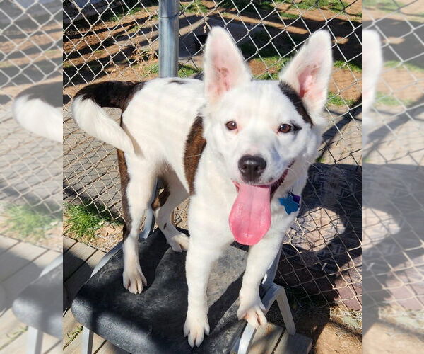Medium Photo #1 Australian Shepherd Puppy For Sale in Amarillo, TX, USA