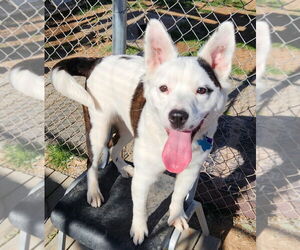 Australian Shepherd Dogs for adoption in Amarillo, TX, USA