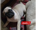 Small #5 Pug