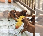 Small #20 Rhodesian Ridgeback