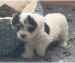Small #3 Yorkshire Terrier