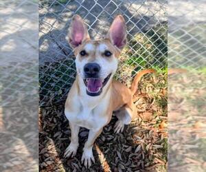 Labrador Retriever-Unknown Mix Dogs for adoption in Texas City, TX, USA