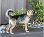 Small #4 Poodle (Standard) Mix