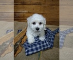 Small Photo #1 Bichon Frise Puppy For Sale in TORONTO, OH, USA