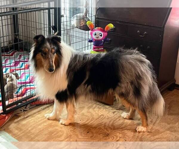 Medium Photo #1 Collie Puppy For Sale in HAGERSTOWN, MD, USA