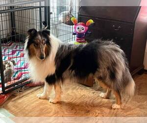 Father of the Collie puppies born on 06/25/2026
