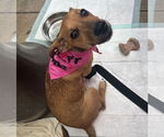Small #4 Jack Russell Terrier-Papillon Mix