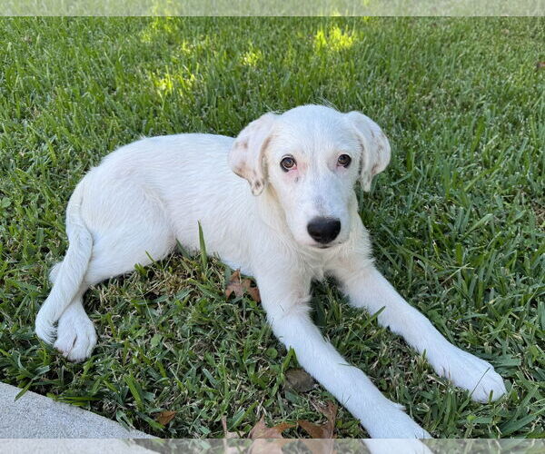 Medium Photo #1 Great Pyrenees-Unknown Mix Puppy For Sale in The Woodlands, TX, USA