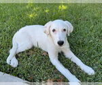 Small Great Pyrenees Mix