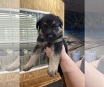 Small Photo #9 German Shepherd Dog Puppy For Sale in MADISON HEIGHTS, VA, USA