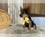 Trey - Male Yorkshire Terrier Puppy for Sale - Photo #7
