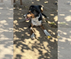 Ford & Chevy-Chevy ADOPTED 1/3/26 - Male Beagle Dog for Adoption - Photo #4