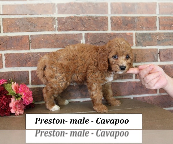 Medium Photo #3 Cavapoo (Miniature) Puppy For Sale in CLARKRANGE, TN, USA