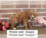 Small #2 Cavapoo (Miniature)