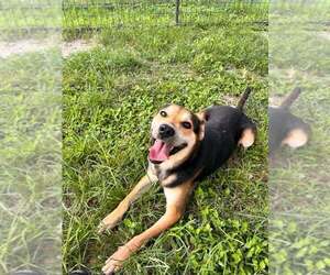 Mutt Dogs for adoption in Abbeville, LA, USA