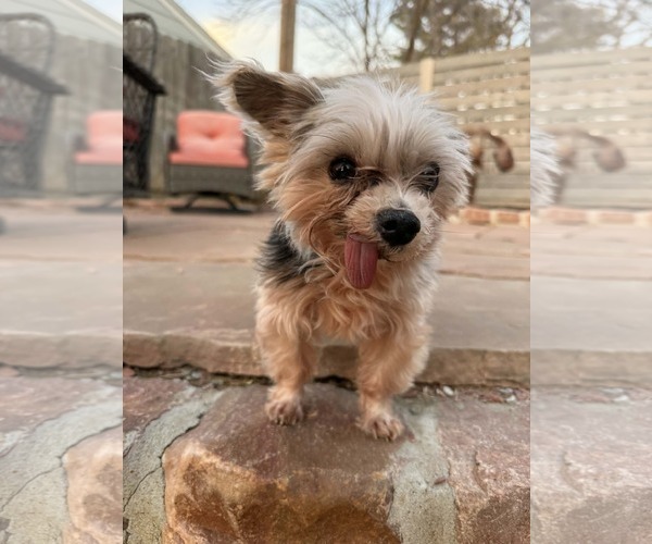 Medium Photo #4 Mutt Puppy For Sale in Gretna, NE, USA