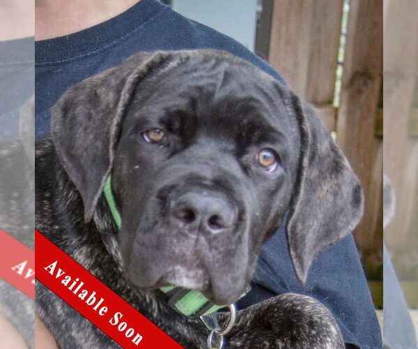 Medium Photo #1 Mutt Puppy For Sale in Huntley, IL, USA