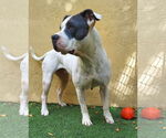 Small #19 American Bulldog
