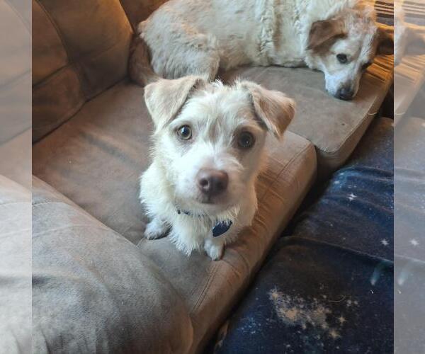 Medium Photo #2 Dachshund-Unknown Mix Puppy For Sale in Coldwater, MI, USA