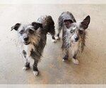 Small Photo #4 Mutt Puppy For Sale in phoenix, AZ, USA