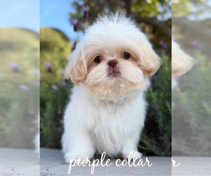 Medium Shih Tzu