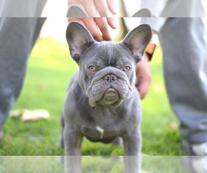 French Bulldog Puppy for sale in LONG BEACH, CA, USA
