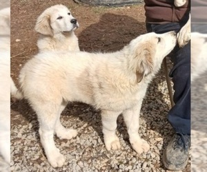 Anatolian Shepherd-Maremma Sheepdog Mix Puppy for sale in GREENSBURG, KY, USA