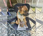 Small #5 Boxer