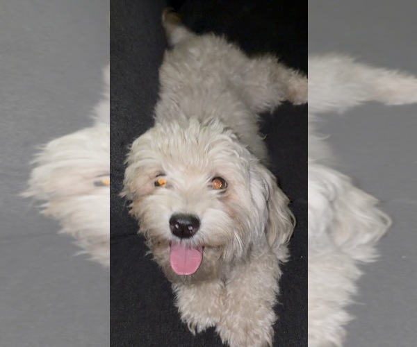 Medium Photo #1 Maltipoo (Toy) Puppy For Sale in SAN FRANCISCO, CA, USA