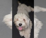 Small Photo #1 Maltipoo (Toy) Puppy For Sale in SAN FRANCISCO, CA, USA