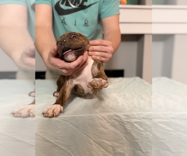 Medium Photo #1 American Bully Puppy For Sale in SAINT JOSEPH, MO, USA