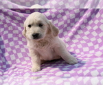 Small #6 Golden Retriever