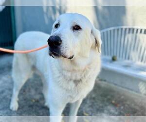- Mix Dogs for adoption in Petaluma, CA, USA