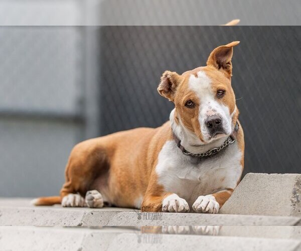 Medium Photo #3 American Pit Bull Terrier-Unknown Mix Puppy For Sale in Calgary, Alberta, Canada
